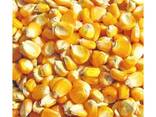 Sell Yellow Corn Maize Grains for Animal Feed / Animal Feed Corn Maize - фото 1