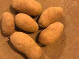 - Свеж кромпир: Бреезе, Манифест Свежий картофель - фото 3