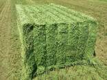 Top quality alfalfa hay - photo 1
