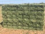 Top quality alfalfa hay - photo 2