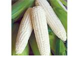 Top Selling Non GMO Yellow Maize Corn/ Yellow Corn White Corn/Air Dried Yellow Maize Corn - фото 1