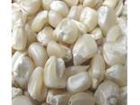 Top Selling Non GMO Yellow Maize Corn/ Yellow Corn White Corn/Air Dried Yellow Maize Corn - фото 2