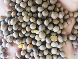 Vicia Sativa