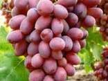 Виноград сорт тоифи из Узбекистана - фото 5