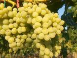 Виноград столовые сорта - фото 1