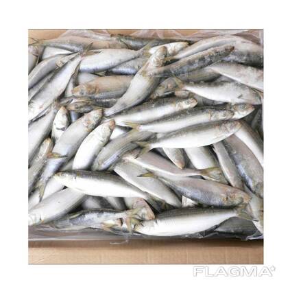 Whole Round Frozen Sardine Fish