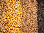 Зерно - пшеница, кукуруза, ячмень, просо, овес, рожь | Grain - фото 1